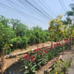 ที่ดินหนองจอกติดถนนหลัก