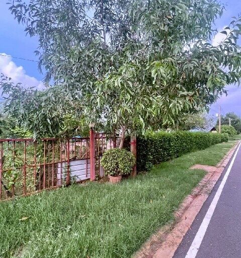 ขาย ที่ดิน หนองเสือ 250 ตร.วา รีบใช้เงิน คลอง 14-15 ติดถนนสาธารณะ