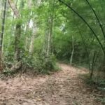 ขายด่วน ที่ดินปราจีนบุรี เนื้อที่ 2 ไร่ 2 งาน 53 ตารางวา