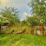 ขายที่ดิน รีบใช้เงิน วัดประสิทธิเวช 4.2 กม ติหนองเสือ 251ตร.วา.