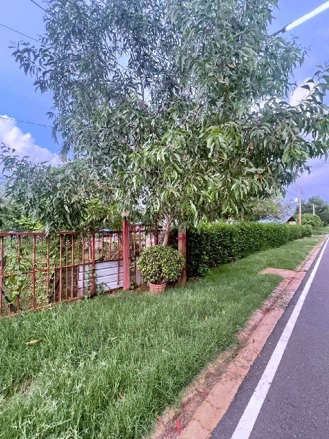 รีบใช้เงิน คลอง 14-15 หนองเสือ 250 ตร.วา ติดถนนสาธารณะ ขาย ที่ดิน