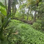 สัมผัสเสน่ห์ของชีวิตริมคลองที่แท้จริง กับที่ดินแปลงงามติด “คลองยา