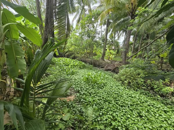 สัมผัสเสน่ห์ของชีวิตริมคลองที่แท้จริง กับที่ดินแปลงงามติด “คลองยา