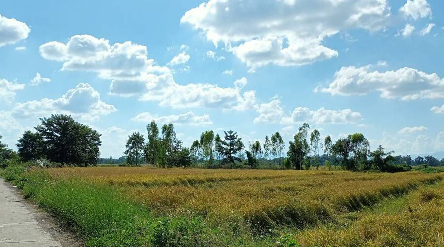 ที่ดินดอกคำใต้ พะเยา