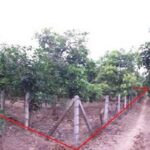 ขายที่ดินว่างเปล่ามือสอง บ้านเหล่ายาวเหนือ ลำพูน