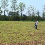 ขายที่ดิน1ไร่ 2.5ล.น้ำไม่ท่วม ไฟฟ้า น้ำประปา ชมภู สารภี เชียงใหม่