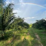 ที่ดินสวนปาล์ม 21 ไร่ ต.ทุ่งหลวง อ.เวียงสระ จ.สุราษฎร์ธานี