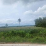 ขายที่ดิน ใกล้ตลาดพระบาท อำเภอพระพุทธบาท จังหวัดสระบุรี