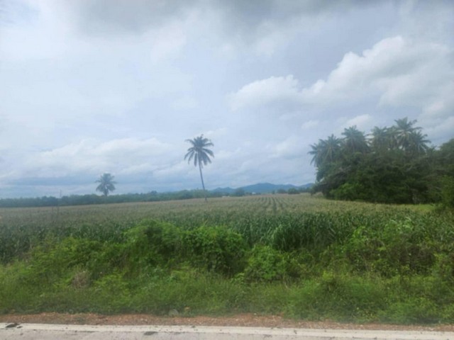 ขายที่ดิน ใกล้ตลาดพระบาท อำเภอพระพุทธบาท จังหวัดสระบุรี