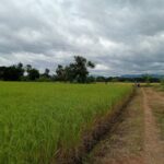 ขายที่ดินแปลงงามขนาด 17 ไร่ 1 งาน 80 ตรว. จังหวัดเพชรบูรณ์