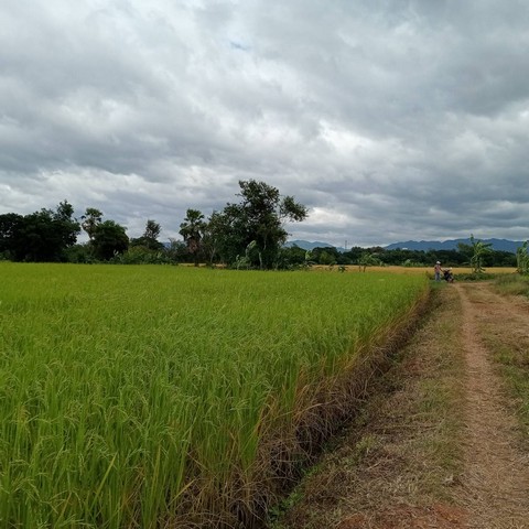 ขายที่ดินแปลงงามขนาด 17 ไร่ 1 งาน 80 ตรว. จังหวัดเพชรบูรณ์
