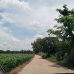 ที่ดินตำนาป่า อำเภอเมือง จังหวัดเพชรบูรณ์ 12 ไร่ 1 งาน 59 ตร.ว.