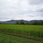 ขายด่วน ขายยกแปลง 4,929,000 บาท 4-0-43 ตรว. #ออนใต้ #สันกำแพง