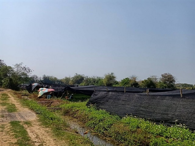 ขายที่ดิน18-3-33ไร่ 26.4ล.ใกล้กฟภ.หนองแฝก สารภี เชียงใหม่