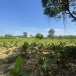 ขายด่วน ที่ดิน เนื้อที่ 11 ไร่ 29 ตรว.