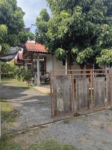 ขายบ้านเช่า3หลัง 1งาน 1.5ล. กู่แดง หนองแฝก สารภี เชียงใหม่