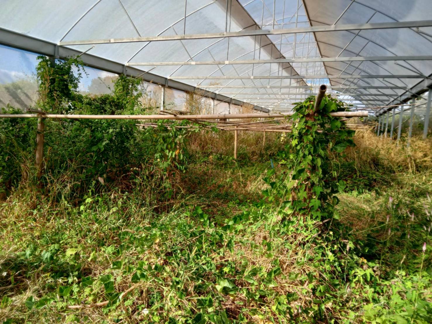 ที่ดินเปล่า ติดแม่น้ำโขง ใกล้ที่ว่าการอำเภอ และ รพ.เขมราฐ, อุบลรา