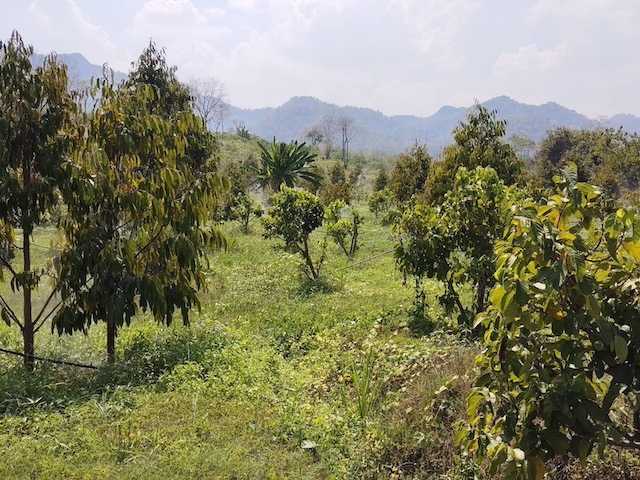 BL166 | ขายที่ดินสวนทุเรียน 108 ไร่ ที่ดิน ภบท.5