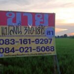 ขายที่นาราคาถูก 31-0-18 ไร่ พลายชุมพล เมืองพิษณุโลก