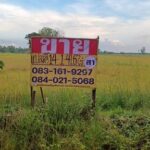 ขายที่นาราคาถูก 14-1-41 ไร่ บ้านบึงกระดาน เมืองพิษณุโลก