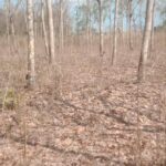 ขายที่ดินจำนวน 11 ไร่ 2 งาน