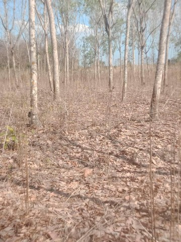 ขายที่ดินจำนวน 11 ไร่ 2 งาน