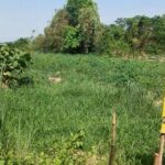 ขายที่ดินในชุมชน ราคาถูก 6-3-60 ไร่ บ้านคลองช้าง วัดโบสถ์ พิษณ