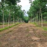 ขายที่ดินพร้อมสวนยาง 41ไร่ ตัวเมืองจังหวัดตราด