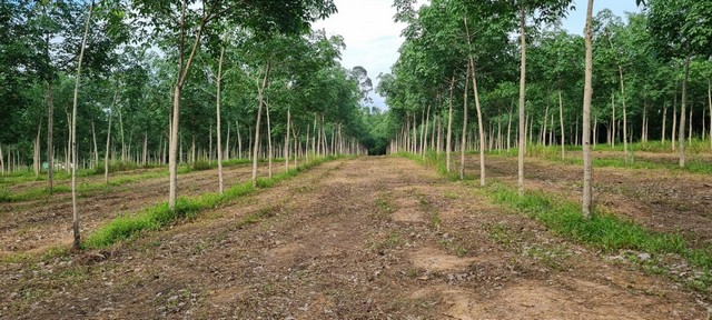 ขายที่ดินพร้อมสวนยาง 41ไร่ ตัวเมืองจังหวัดตราด