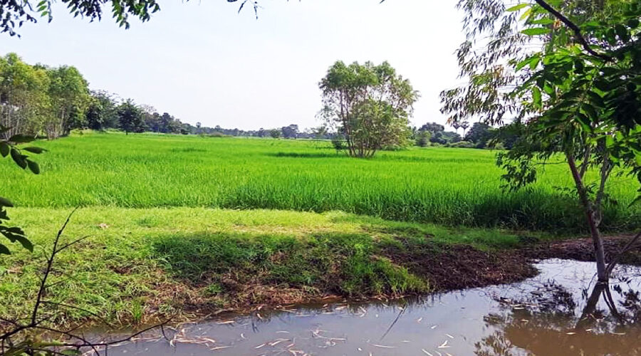 ขายที่นา-ที่ดินราคาถูก นครราชสีมา