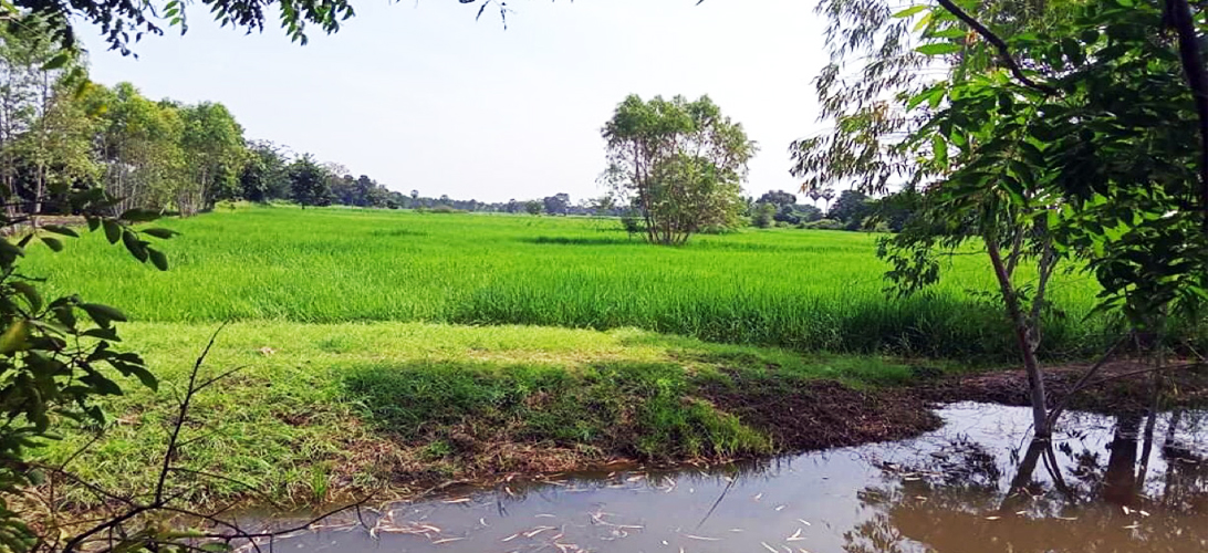 ขายที่นา-ที่ดินราคาถูก นครราชสีมา